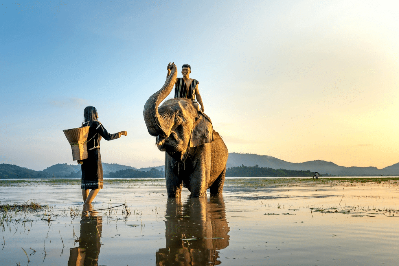 Man on the back of elephant - Can elephants understand human language