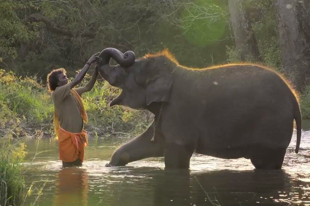 奥斯卡获奖印度纪录片《大象低语》中的一幕