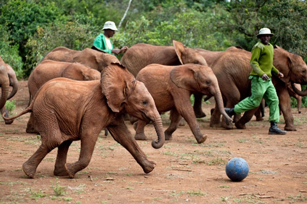 坦桑尼亚塔兰吉雷大象项目