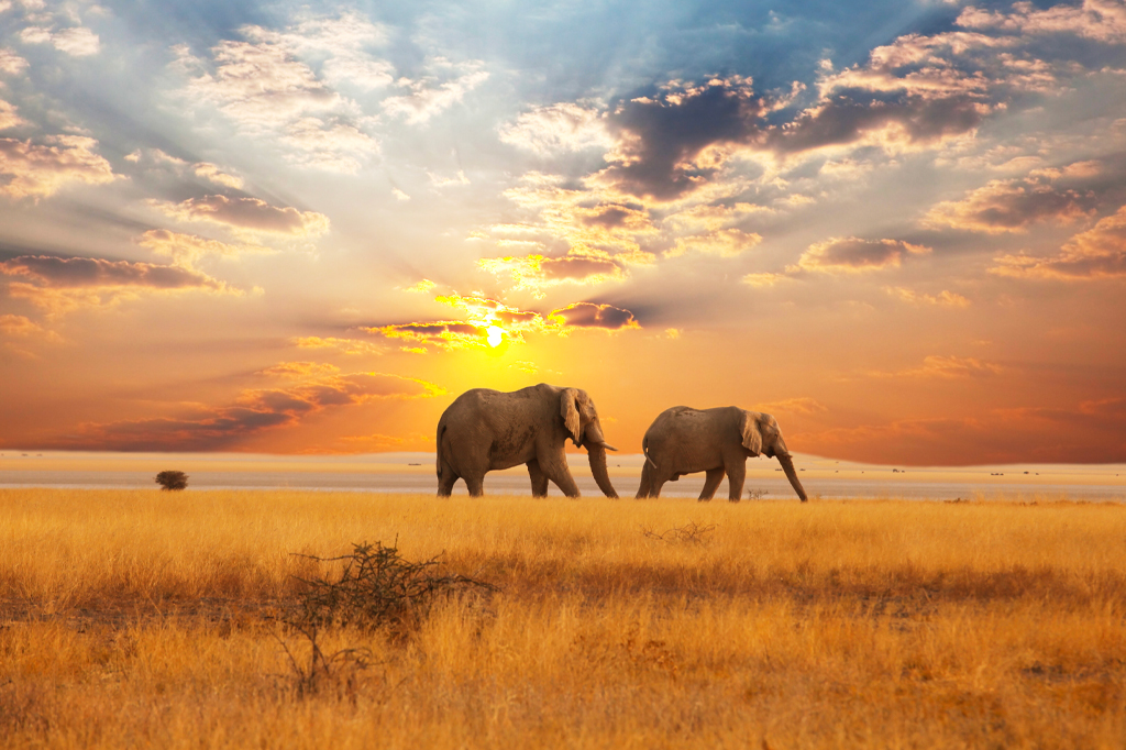 セレンゲティのサバンナ地帯を歩く2頭の象