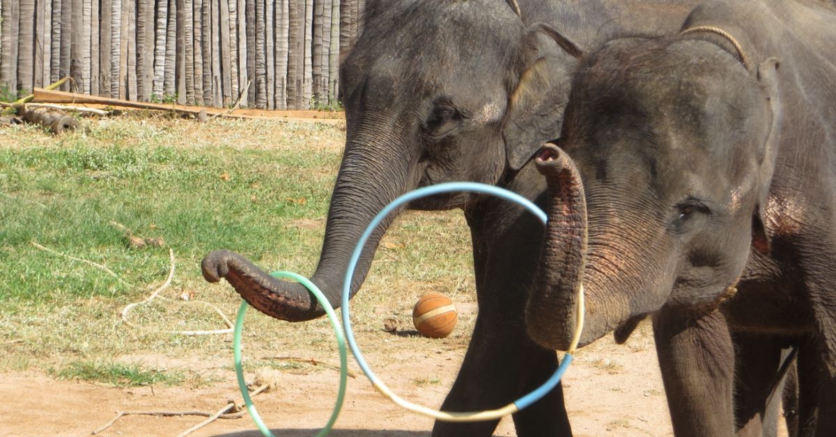are elephants intelligent - elephants playing with hola hoops using their trunks