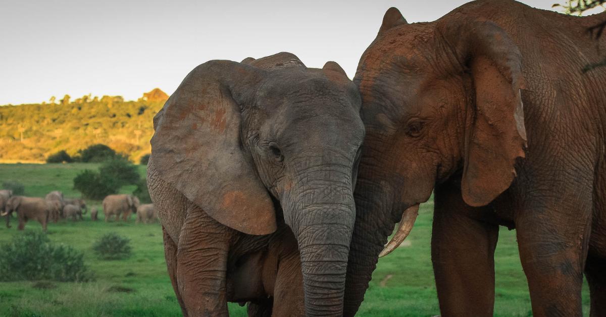 two loving elephants