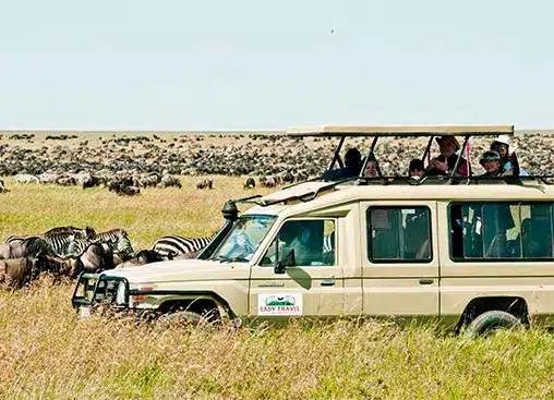Safari vehicle with tourists observing zebras and wildebeests on a grassy savannah under a clear sky.
