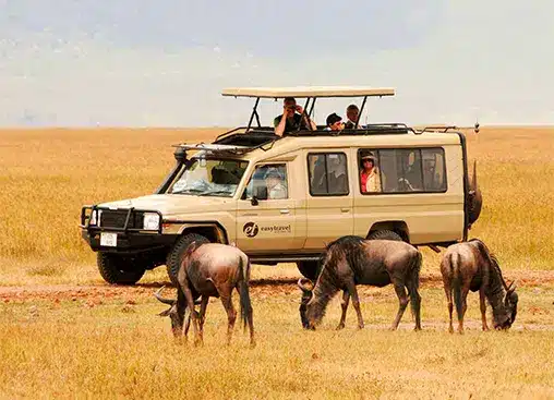 Een safarivoertuig observeert grazende gnoes op de Afrikaanse savanne, terwijl toeristen foto's maken van de wilde dieren in hun natuurlijke omgeving...