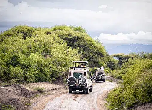 Safarifahrzeuge fahren auf einer unbefestigten Straße durch eine üppig grüne Landschaft unter bewölktem Himmel.