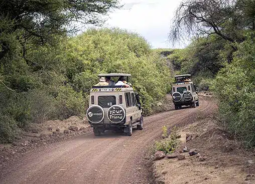 Safarijeepar som kör på en grusväg genom frodig grönska i ett djurreservat.