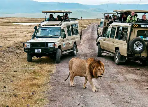 Un leone attraversa una strada sterrata tra veicoli da safari nella savana aperta, mentre i turisti osservano la fauna selvatica nel loro habitat naturale.