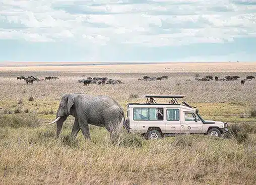 Ein Elefant spaziert in der Nähe eines Safarifahrzeugs durch eine grasbewachsene Savanne; in der Ferne sind Gnus unter einem bewölkten Himmel zu sehen.