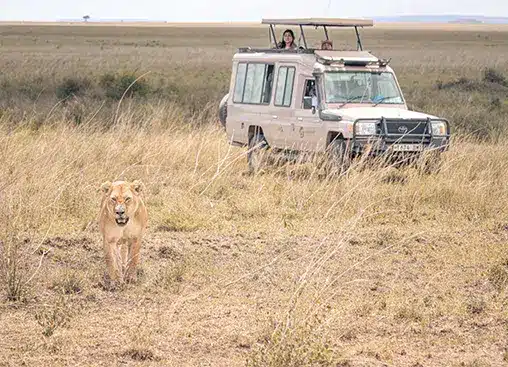 Een leeuw loopt in de savanne vlakbij een safarivoertuig met toeristen, waarmee een wildavontuur in zijn natuurlijke habitat wordt getoond.