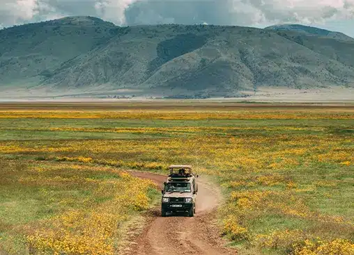 Un 4x4 de safari traverse un champ de fleurs d'un jaune éclatant, avec des montagnes en arrière-plan sous un ciel nuageux.