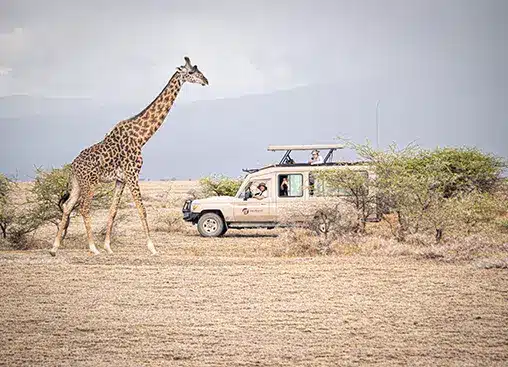 広々としたサバンナの風景の中、サファリ車の近くを歩くキリン。観光客が野生動物を観察したり、写真を撮ったりしています。.