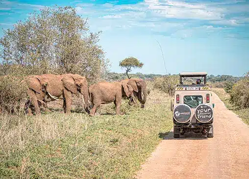 Safarijeep observerar en flock elefanter på en grusväg i ett savannlandskap under en klarblå himmel.