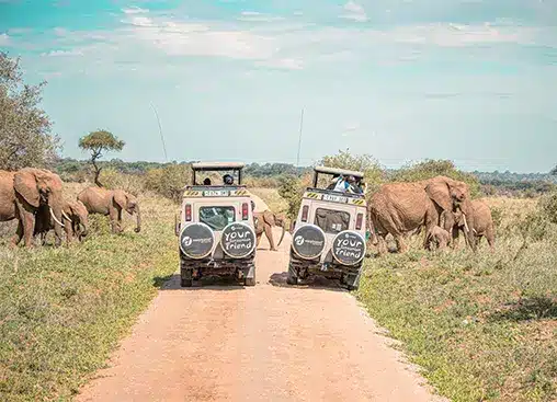 Dos jeeps de safari en un camino de tierra rodeados de elefantes en un paisaje de sabana cubierta de hierba bajo un cielo despejado.