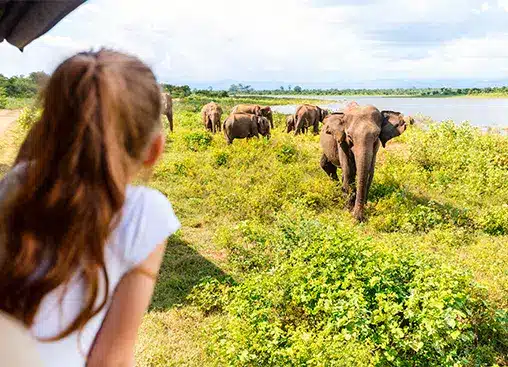 Ein Mädchen beobachtet eine Elefantenherde in der Nähe eines Sees in einer üppig grünen Landschaft unter strahlend blauem Himmel.