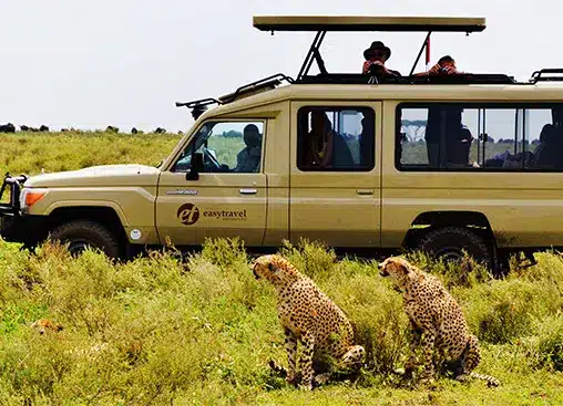 Vehículo de safari con turistas observando dos guepardos en la sabana cubierta de hierba, mostrando la aventura de la vida silvestre y la exploración de la naturaleza.
