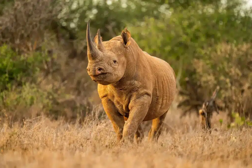 A rhino in Serengeti National Park Tanzania.jpg A rhino in Serengeti National Park Tanzania.jpg