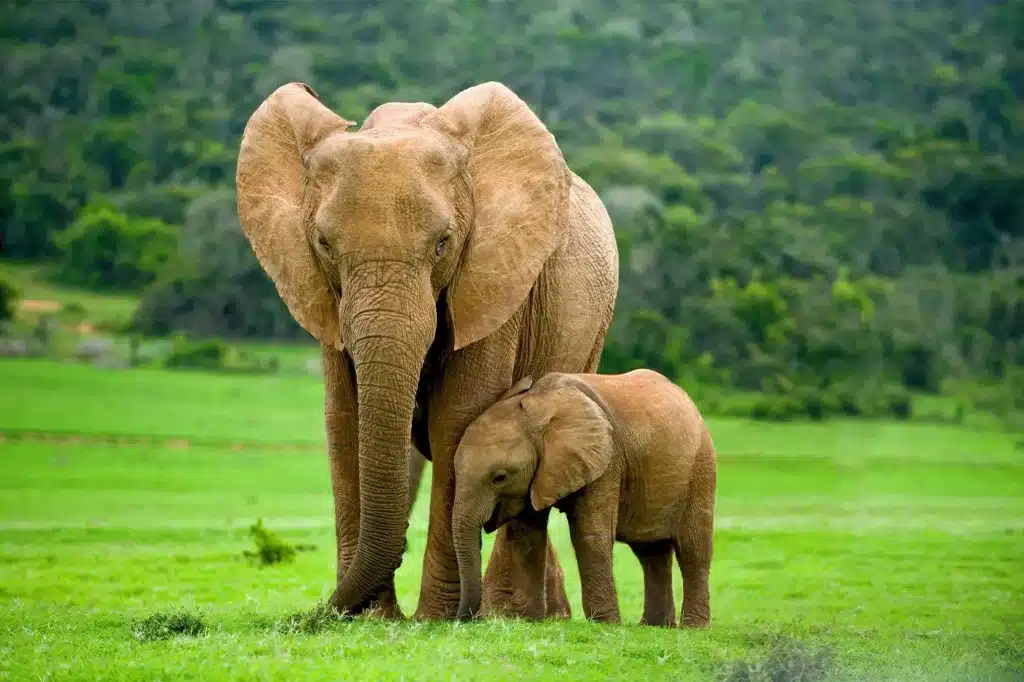Un elefante africano adulto con su cría en el cráter del Ngorongoro, Tanzania.jpg