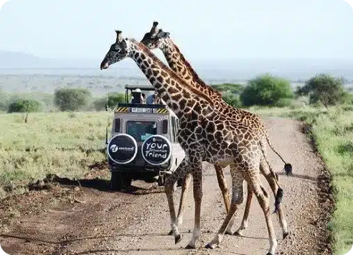 长颈鹿穿过稀树草原上的土路,附近有一辆游猎车,展示了野生动物和旅行探险。.