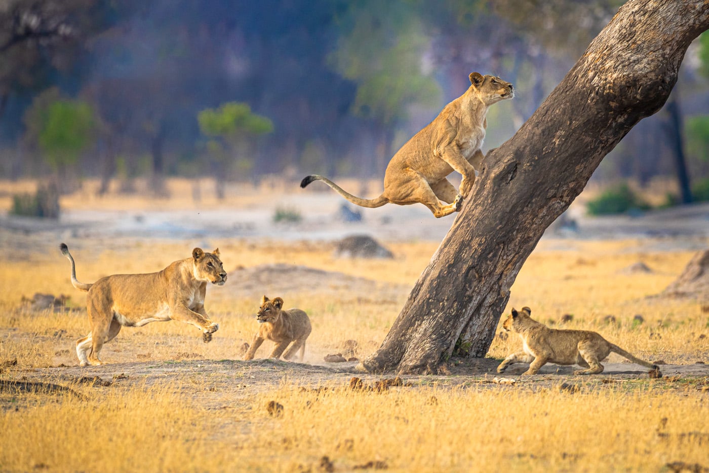 The lion family is climbing a tree in Serengeti National Park Tanzania