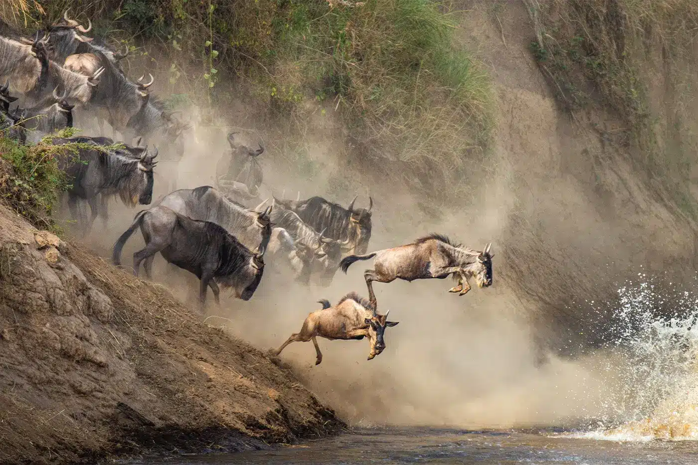 The wildebeest migration in the Mara River Tanzania.jpg