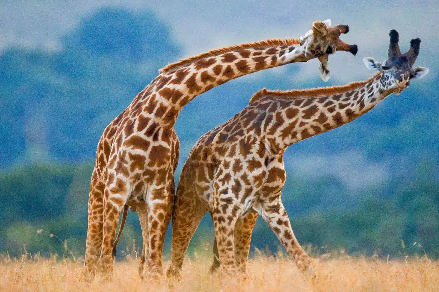 Top Banner 2025 01 03T150013.887.jpg