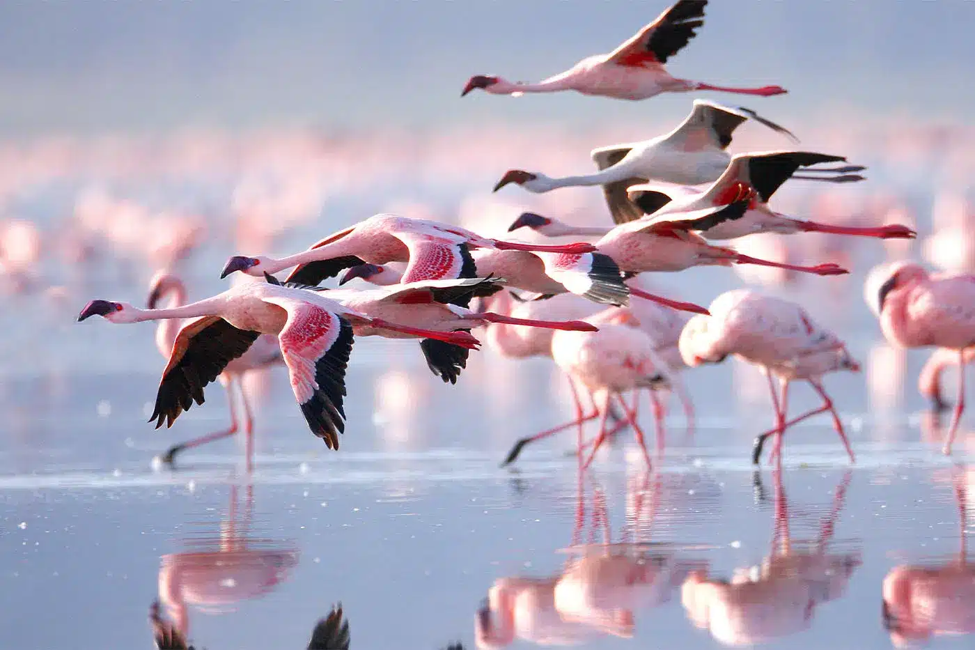 Bandada de flamencos rosados volando con gracia sobre un lago reflectante, con un fondo borroso de más flamencos vadeando.
