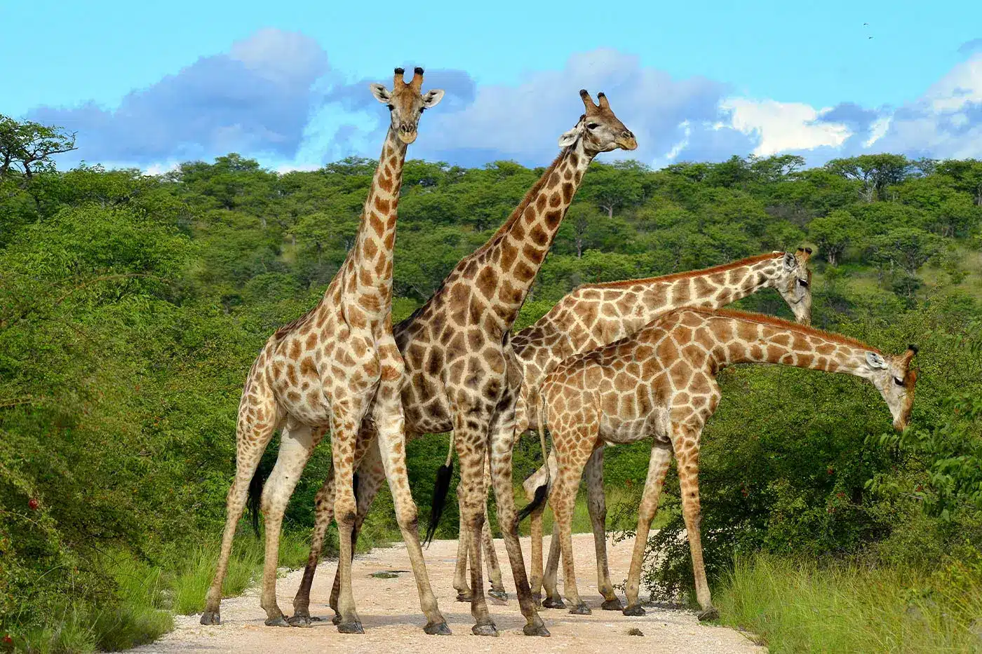Un grupo de jirafas de pie en un camino de tierra en una exuberante sabana verde bajo un cielo azul con nubes dispersas.