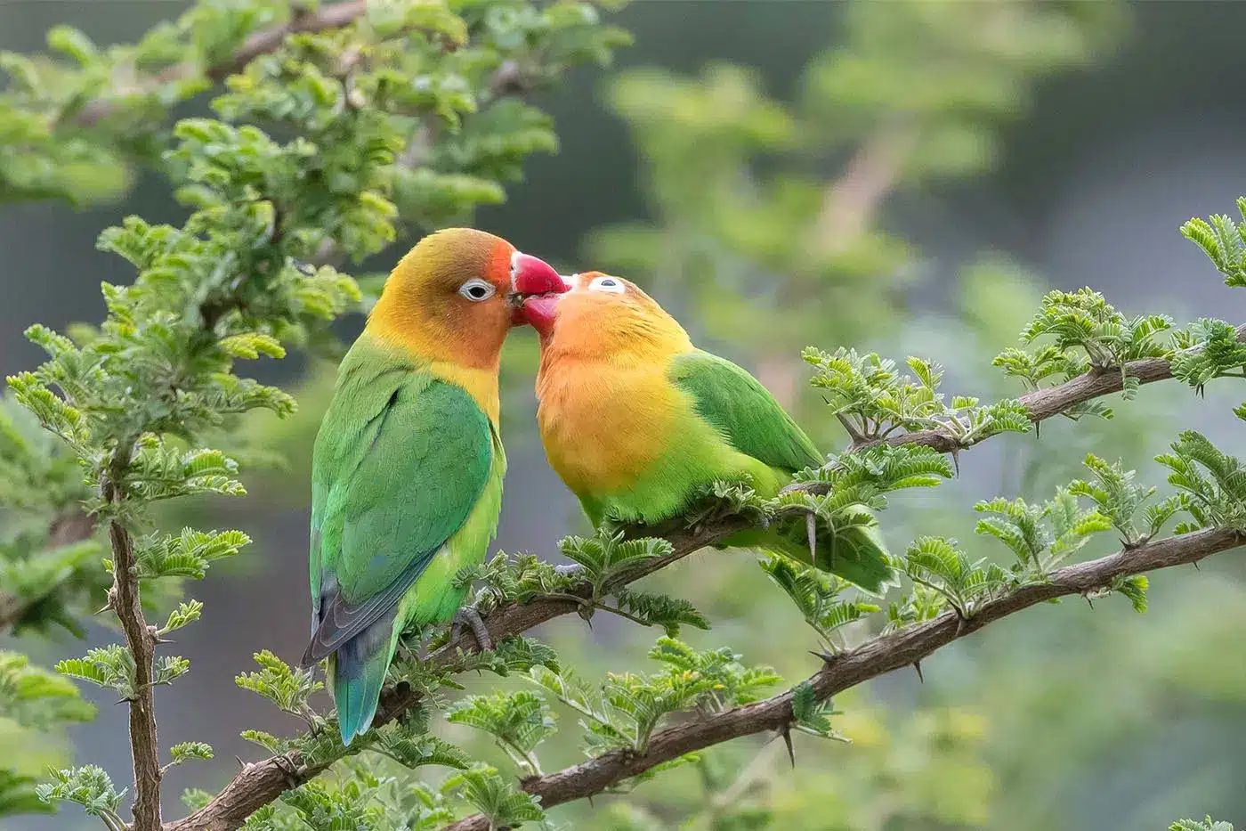 Dos coloridos tortolitos posados en una rama frondosa, mostrando un plumaje vibrante de color verde, amarillo y naranja contra un fondo borroso...