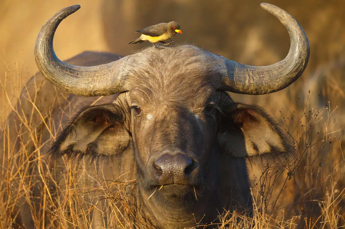 Búfalo con grandes cuernos curvados en un pastizal seco, con un pájaro picabueyes posado sobre su cabeza, mostrando simbiosis con la vida silvestre.