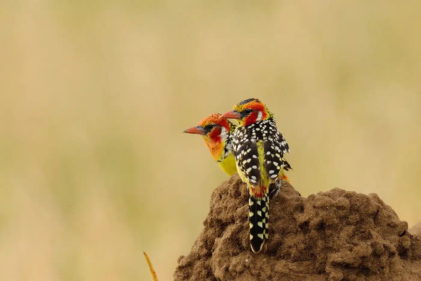 Two colorful birds perched on a dirt mound against a blurred beige background, showcasing vibrant plumage and natural...