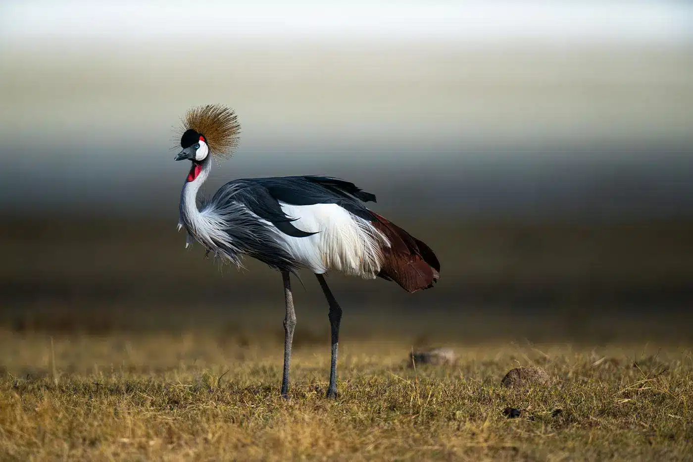 Crowned crane standing on grassy plain with blurred background, showcasing its striking plumage and distinctive crown.