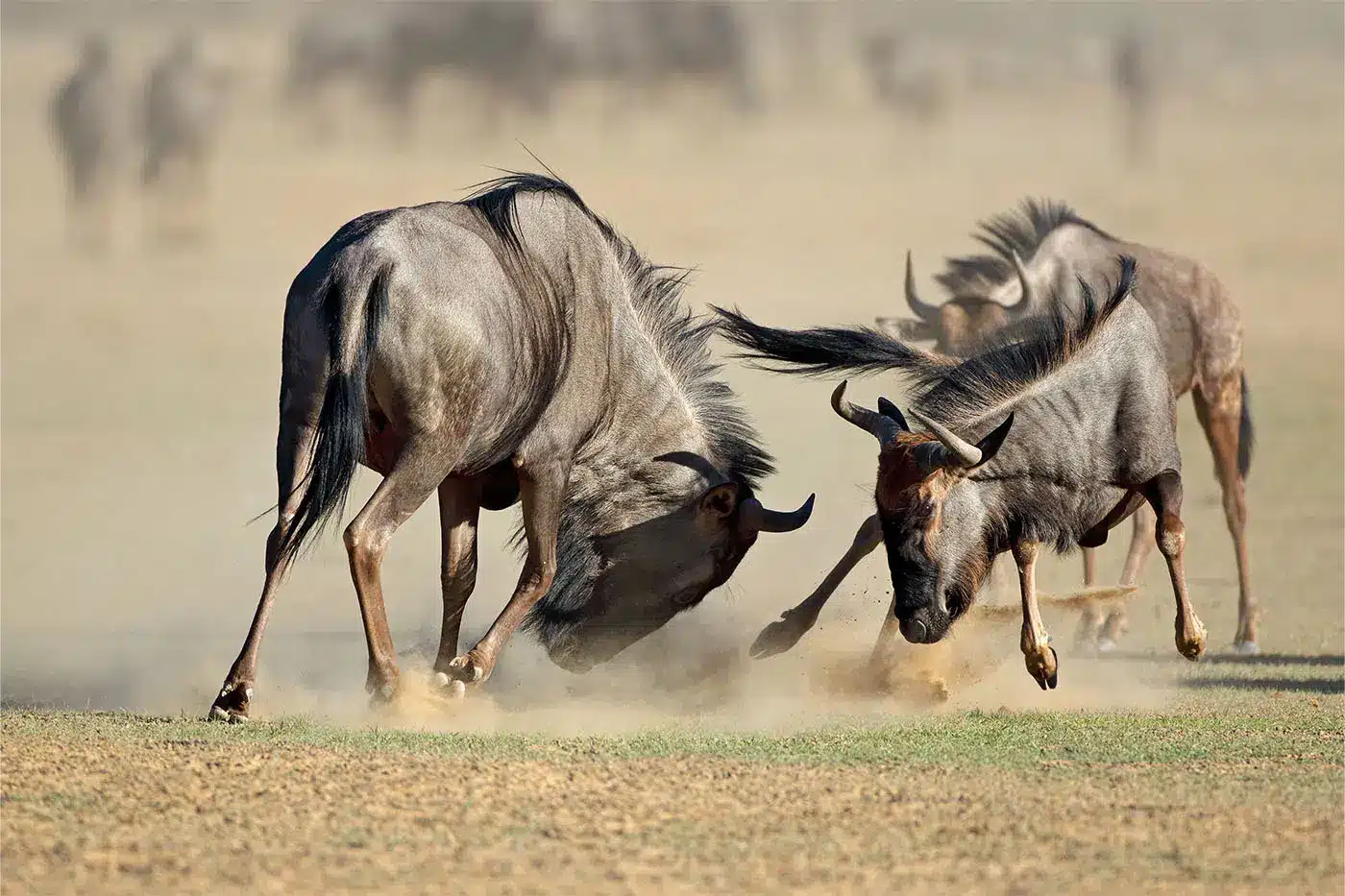 Dos ñus chocan sus cuernos en una sabana polvorienta, rodeados por una manada al fondo, capturando la dinámica de la vida silvestre.