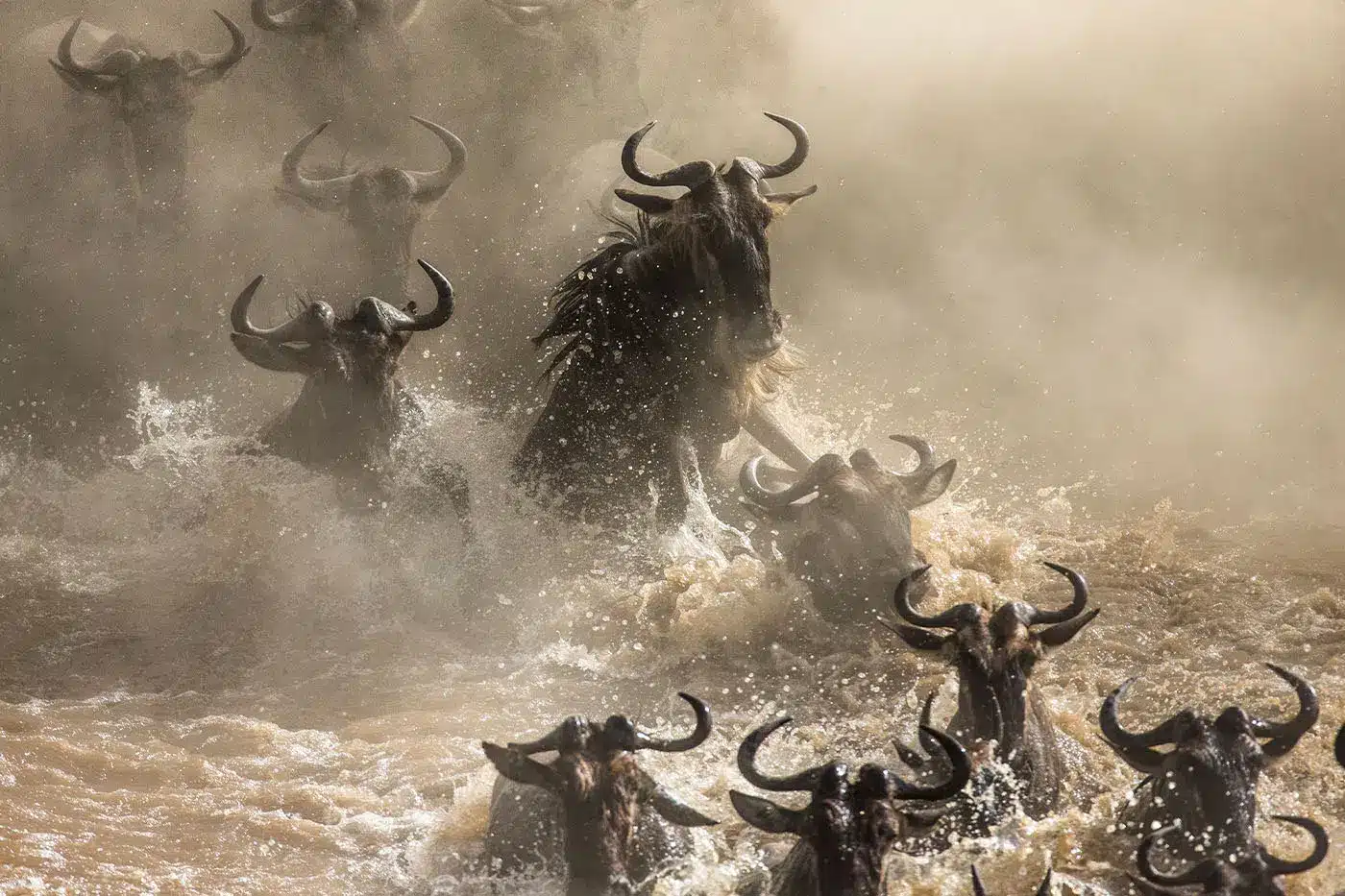 Eine Herde Gnus durchquert einen schlammigen Fluss, spritzt Wasser auf, im Hintergrund sind Staubwolken zu sehen.