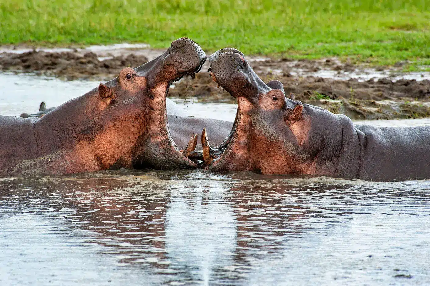 Dos hipopótamos con la boca abierta se enfrentan en un charco de barro, rodeados de una exuberante hierba verde.