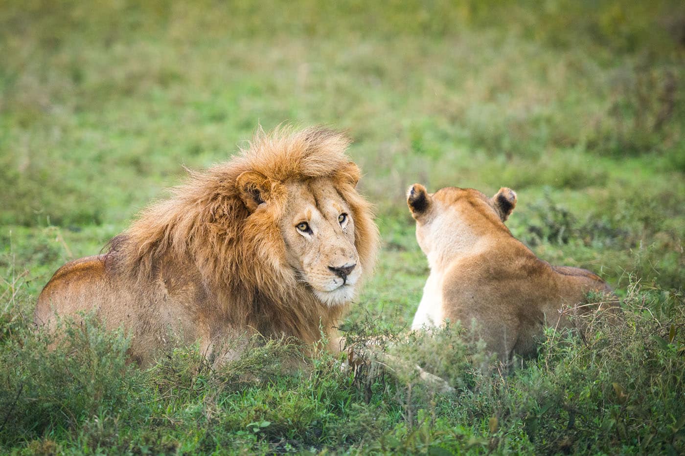 Löwe und Löwin ruhen in saftig grünem Grasland, wobei der Löwe direkt in die Kamera blickt.