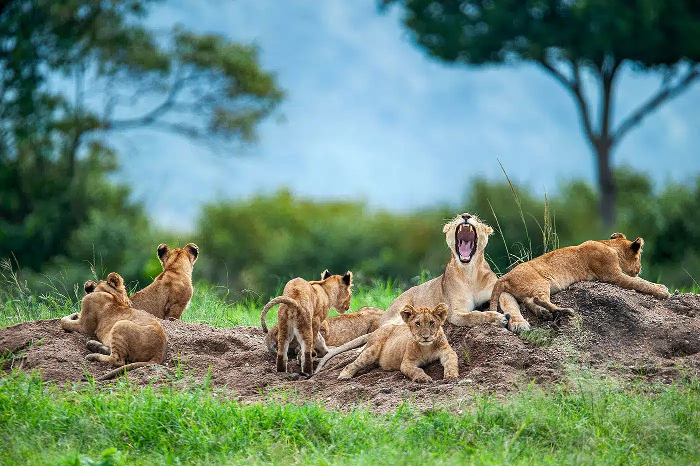 Löwin und ihre Jungen ruhen auf einem grasbewachsenen Hügel in einer Savannenlandschaft mit Bäumen im Hintergrund.