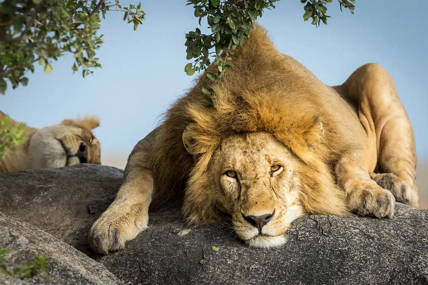 Resting lion on a rock under a tree, with another lion in the background, set against a clear blue sky.