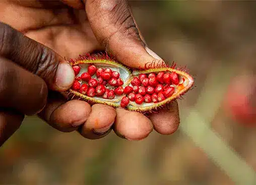 Крупный план рук, держащих раскрытый стручок аннато с ярко-красными семенами, подчеркивающий естественную текстуру и цвет.