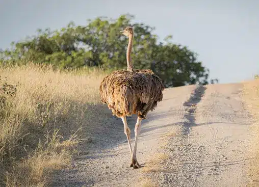 Une autruche marchant sur un chemin de terre, entourée d'herbes sèches et d'arbres, sous un ciel dégagé.