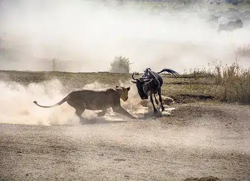 Leoni e gnu si affrontano nel polveroso paesaggio del Serengeti, mettendo in mostra le dinamiche della fauna selvatica nel parco nazionale della Tanzania.
