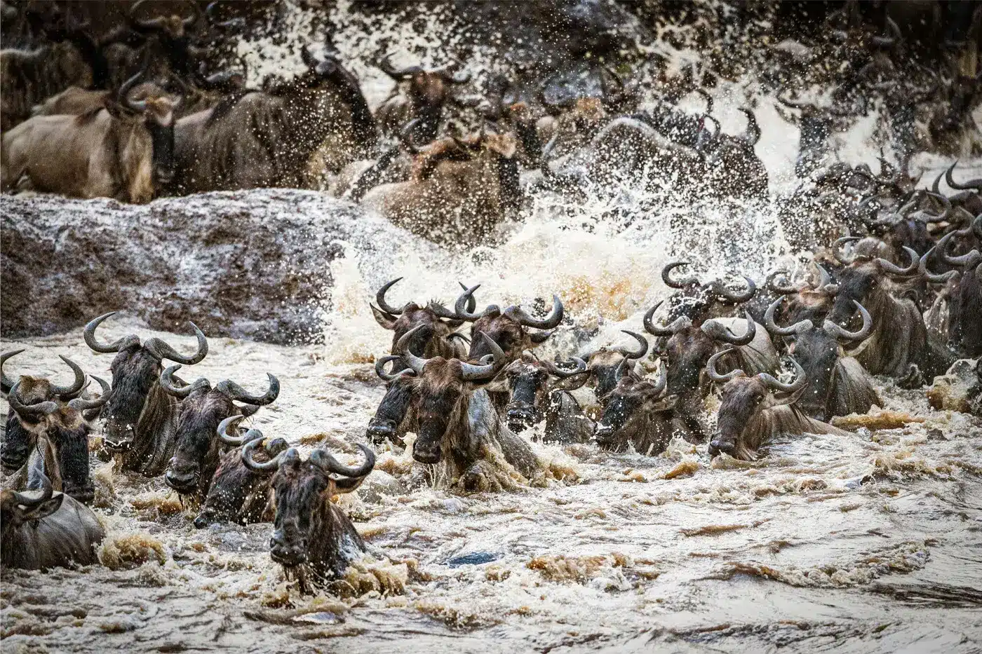 Wildebeest migrating across the Mara River in Serengeti Tanzania.jpg