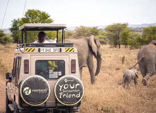 Safarijeep med turister som observerar elefanter i en gräsbevuxen savann, som visar upp djurlivsäventyr i Tanzania.