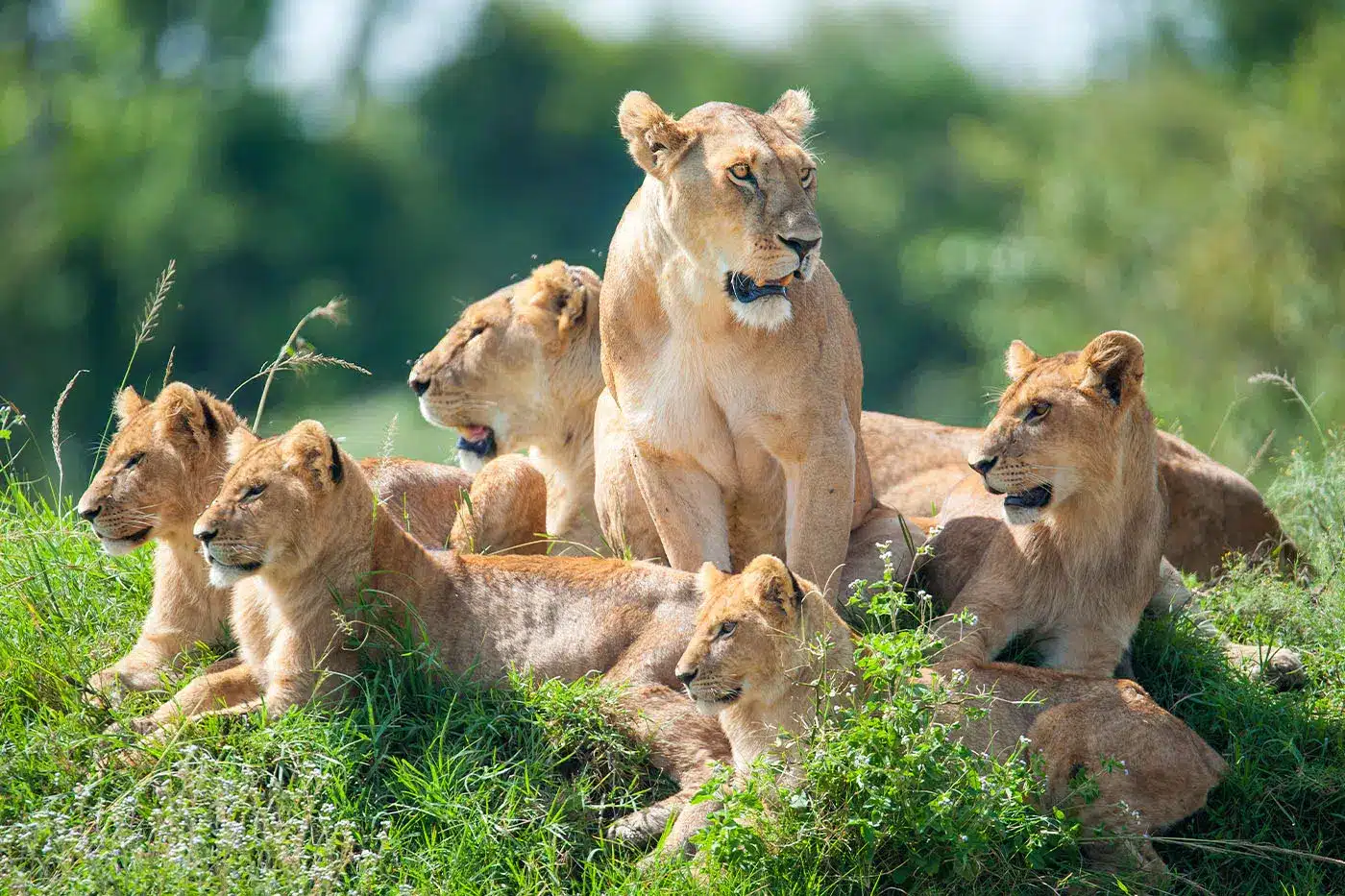 A pride of lions resting on a grassy hill, surrounded by lush greenery under a clear sky.