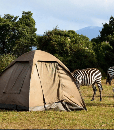 Tent in Tanzanian safari with zebras grazing nearby, surrounded by lush greenery and distant mountains.