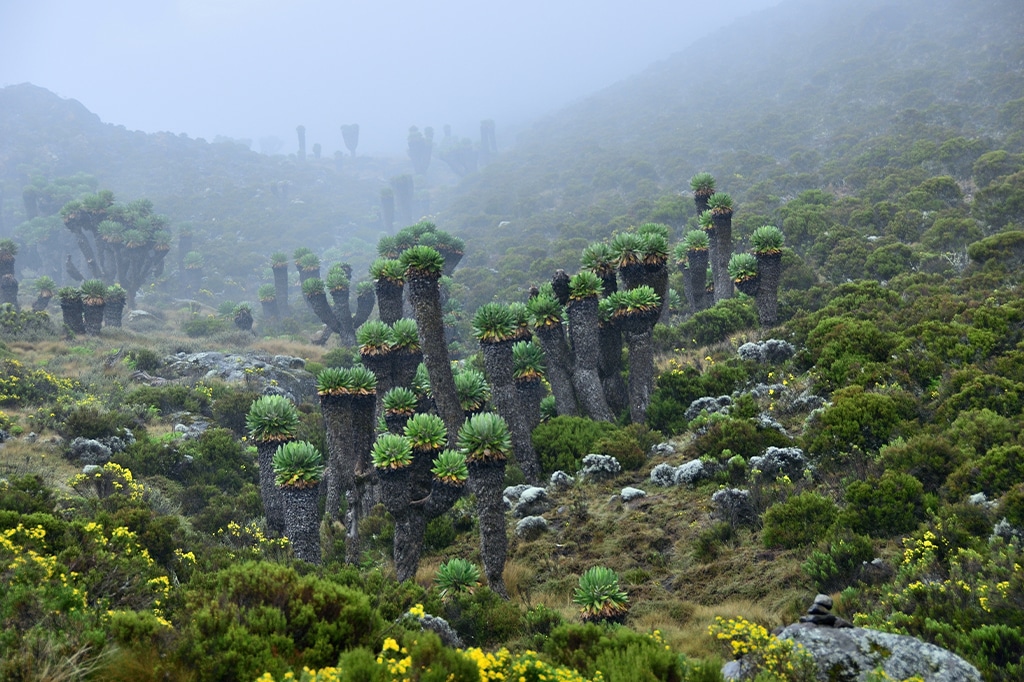Neblige Moorlandschaften des Kilimandscharo in Tansania