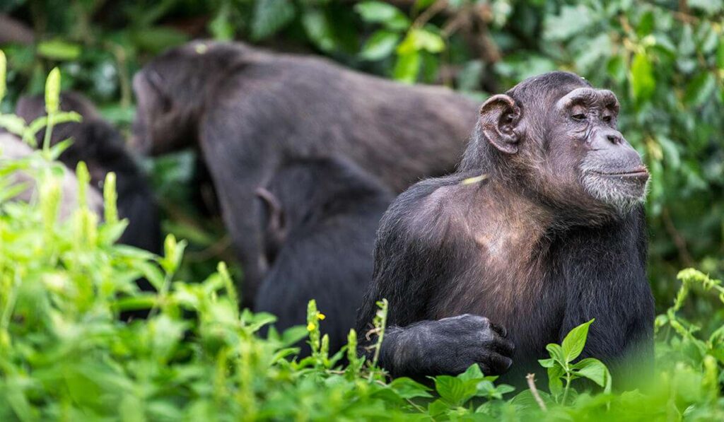 一月份的贡贝国家公园 1024x597 1