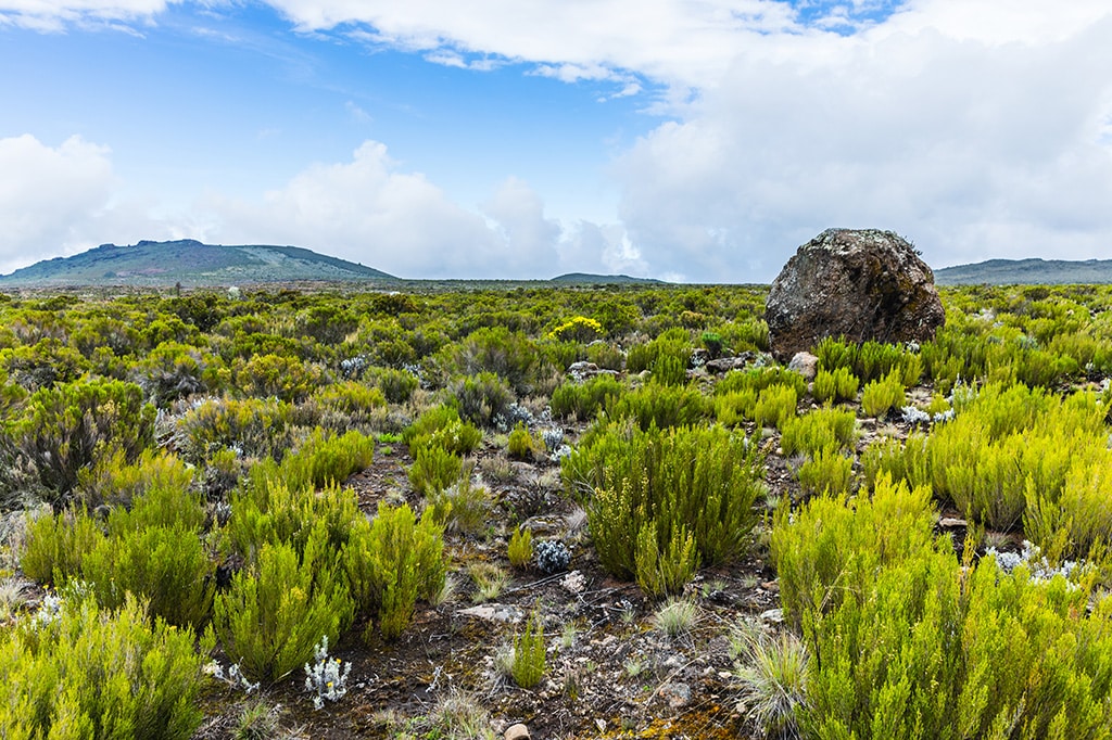 Moorlandzone des Kilimandscharo in Tansania