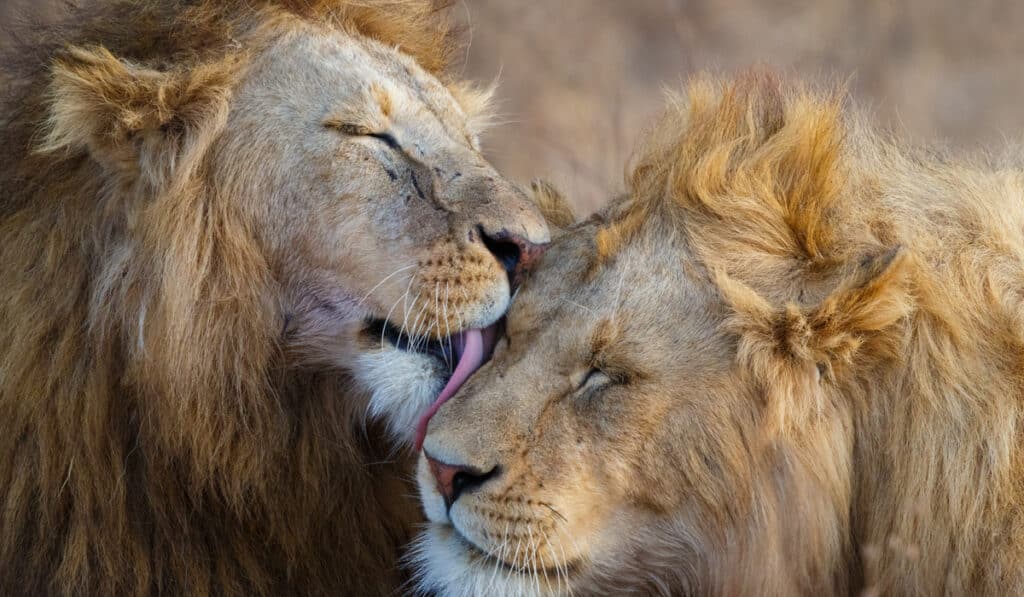 ルアハ国立公園 Easy Travel タンザニア