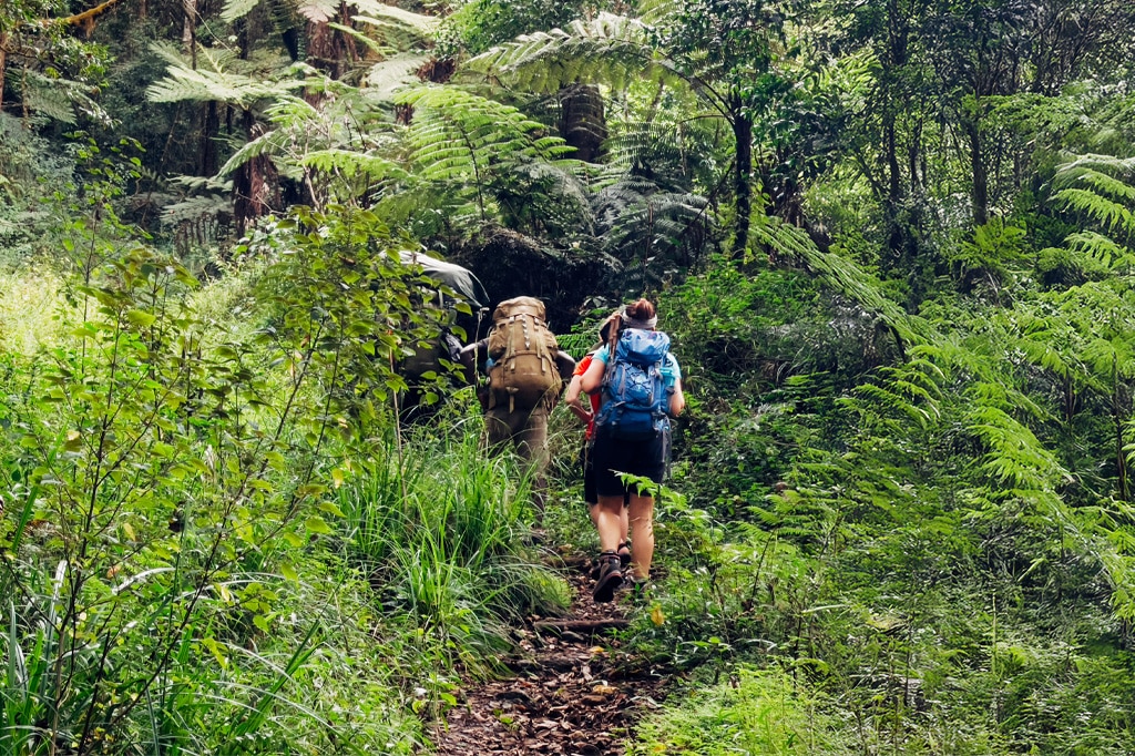 Touristen, Wanderer und Bergbesatzung wandern durch die Regenwaldzone des Kilimandscharo in Tansania
