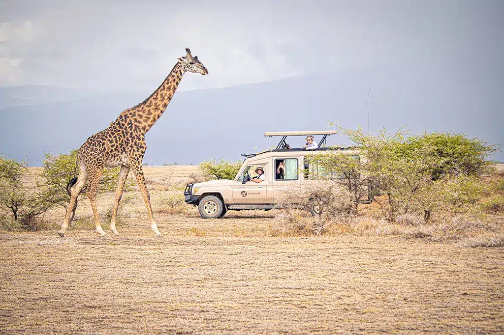 Tourists inside an Easy Travel safari vehicle observing a giraffe at Serengeti National Park